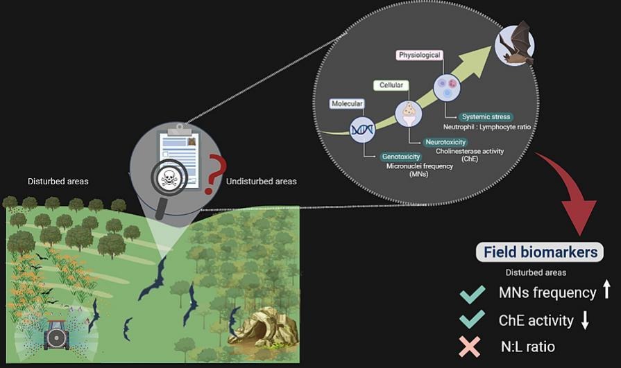 Bat populations are dwindling worldwide due to anthropogenic activities like agriculture, however the role that pesticide exposure plays on these declines is unclear. To address these research gaps, we first need to develop reliable methods to detect and monitor exposure to environmental pollutants and its effects on free-living bats. The use of biomarkers is a sensitive and informative tool to study sublethal effects in wildlife, however it requires laboratory validation and integrative approaches to be applicable to free-living species. In this study, we propose a set of non-destructive biomarkers to evaluate pesticide exposure in free-ranging bats and validated their suitability with dose-exposure experiments in captivity. We selected three biomarkers that have been widely used in vertebrate ecotoxicology and that combined represent sensitive, specific, and ecologically relevant responses to pollutants: DNA damage, AChE activity, and leukocyte profiles. We used two insectivorous bat species as model species Eptesicus fuscus (laboratory) and Pteronotus mexicanus (field). We found that micronuclei frequency (genotoxicity) and AChE activity (exposure and neurotoxicity) were robust indicators of toxicant exposure. The validity of this set of endpoints was supported by their consistent performance in laboratory and field experiments as well as by the significant correlation among them. Leukocyte profile (systemic stress) results were not consistent between laboratory and field studies, suggesting further evaluation of its suitability is needed. Integrative approaches, like the one we used here, maximize the insights about toxicant effects by combining the information of single biomarkers into more meaningful inferences, which can be applied to environmental risk assessments in wildlife. Furthermore, the use of non-destructive, cost-effective biomarkers is imperative when assessing toxicant exposure and effects in vulnerable wildlife and it should be a priority in the field of wildlife toxicology.